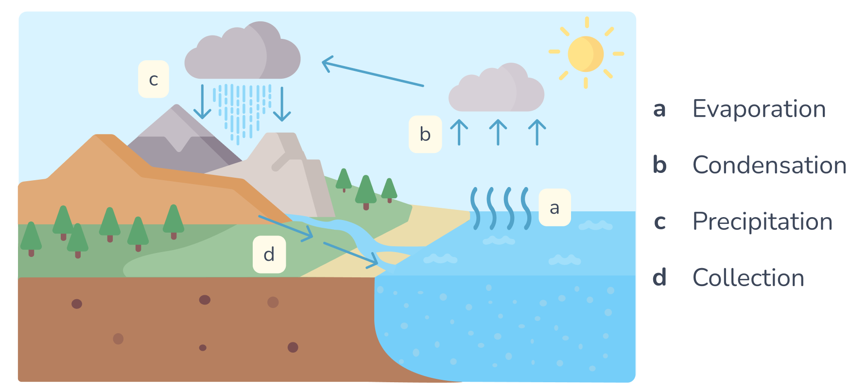 The Water Cycle.png