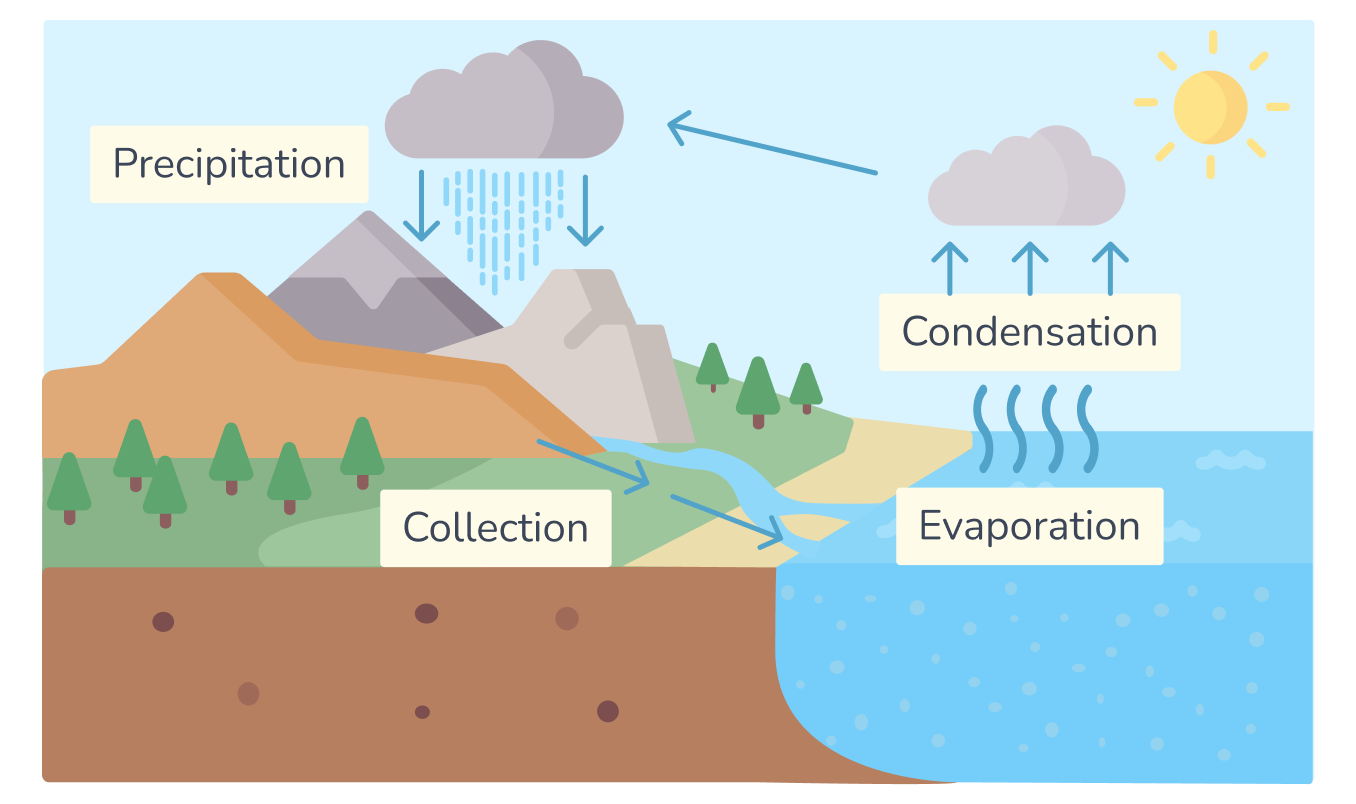 A labelled diagram of the water cycle